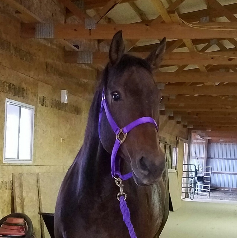 Meet your Posher, Penny